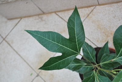 Brachychiton populneus - brachychiton topolový - detial listu 3